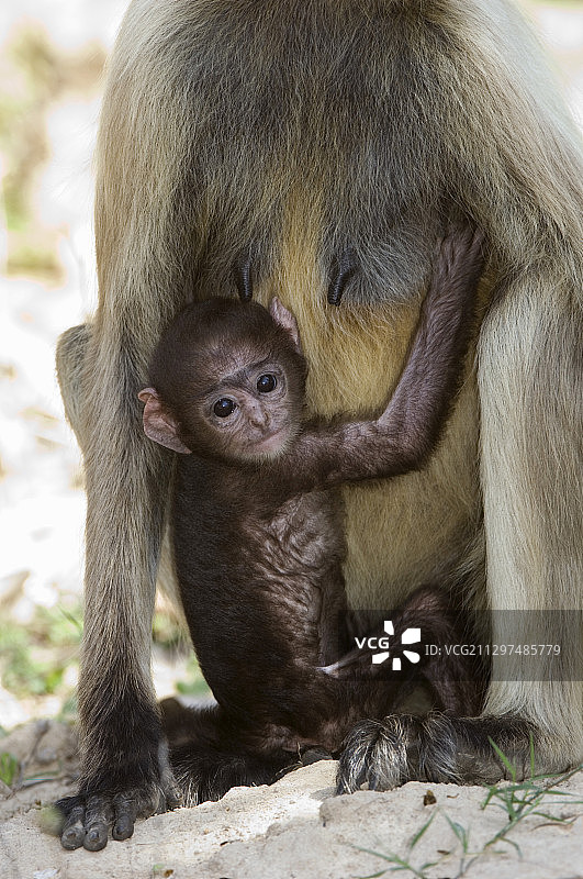小长尾叶猴图片素材