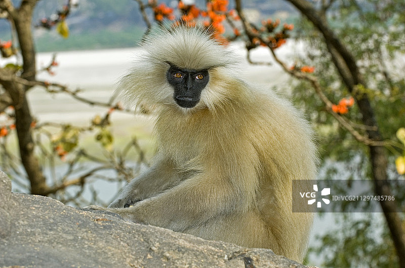 金色叶猴图片素材