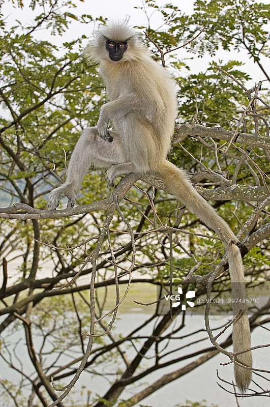 金色叶猴图片素材