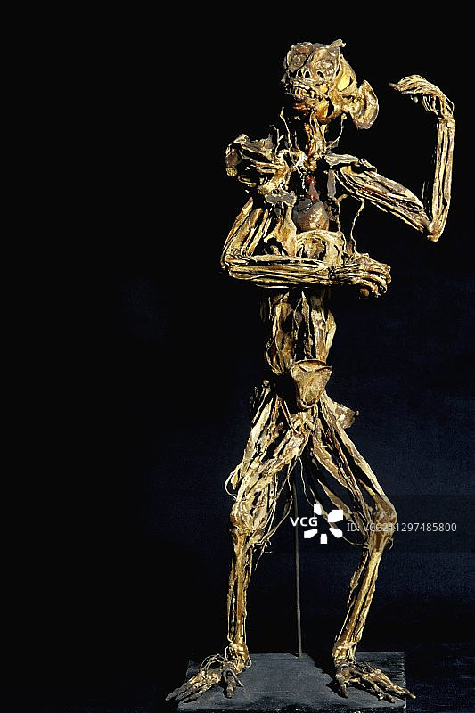 弗拉戈纳尔博物馆的猴子解剖结构图片素材