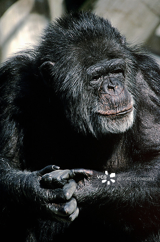 大猩猩图片素材