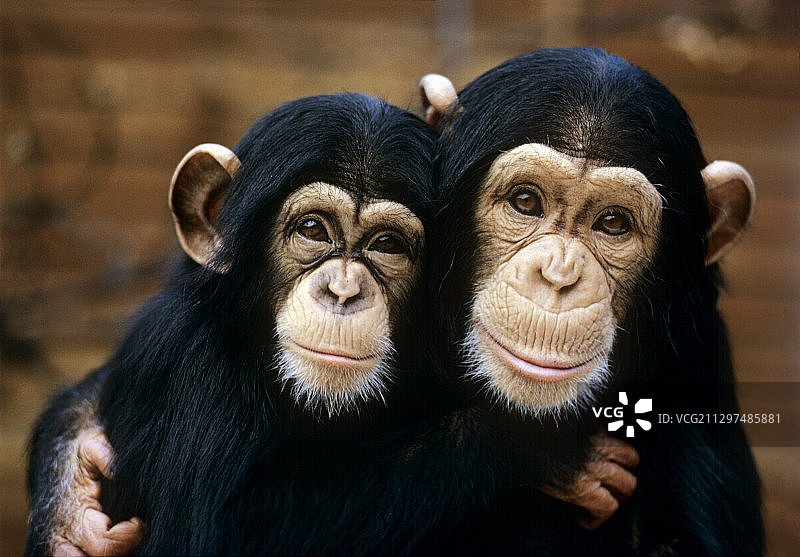 黑猩猩图片素材