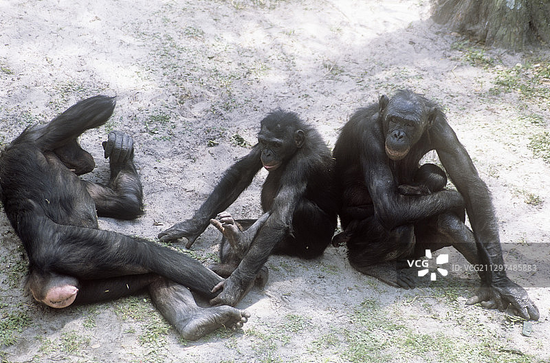 倭黑猩猩图片素材