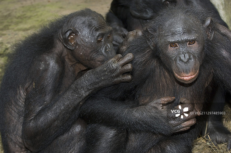 倭黑猩猩互相梳理毛发图片素材