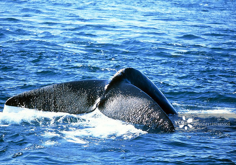 北方露脊鲸图片素材