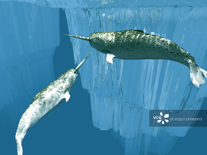 独角鲸图片素材