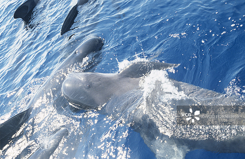 长鳍领航鲸图片素材