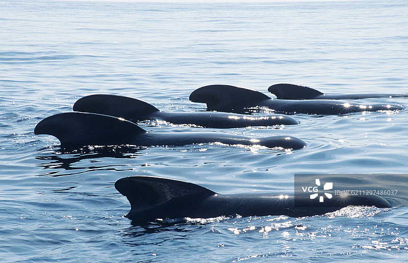 长鳍领航鲸的鳍图片素材