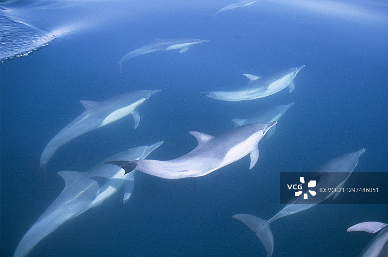 普通海豚图片素材