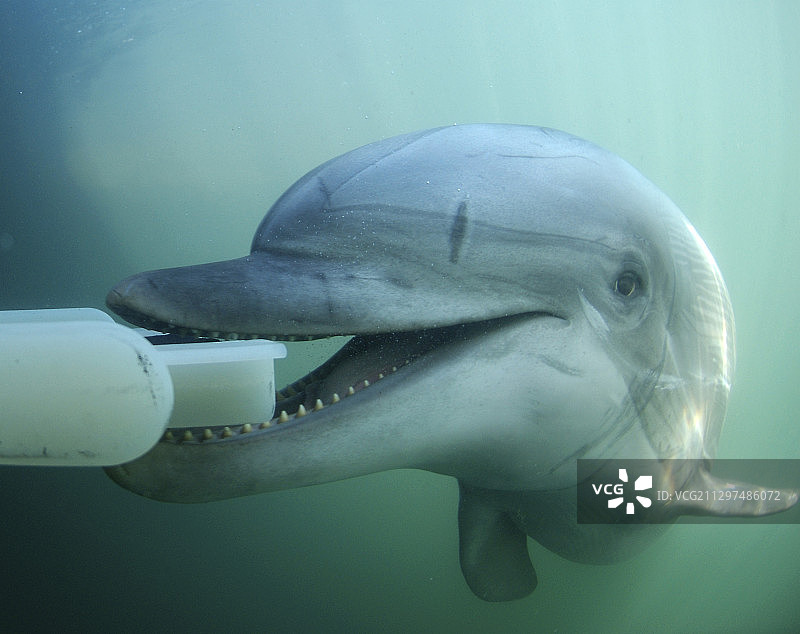 海豚训练图片素材