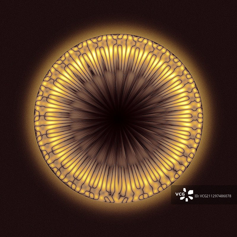 座头鲸的歌声波形图图片素材