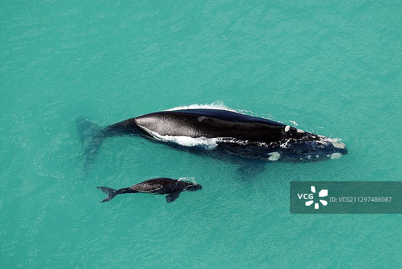 南露脊鲸的母亲和孩子图片素材