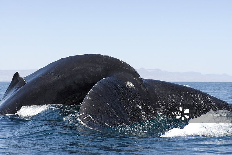 座头鲸图片素材