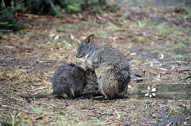 塔斯马尼亚小袋鼠图片素材