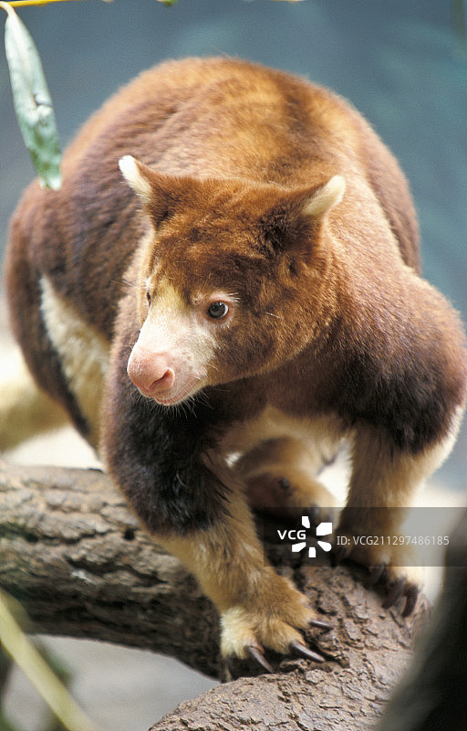 胡翁树袋鼠图片素材