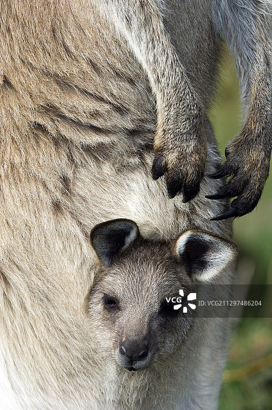 东部灰大袋鼠宝宝图片素材