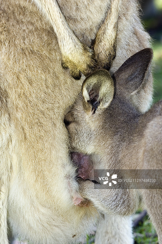 东部灰大袋鼠宝宝图片素材