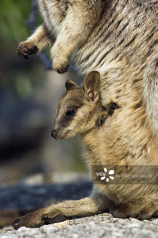 马里巴岩袋鼠幼崽图片素材