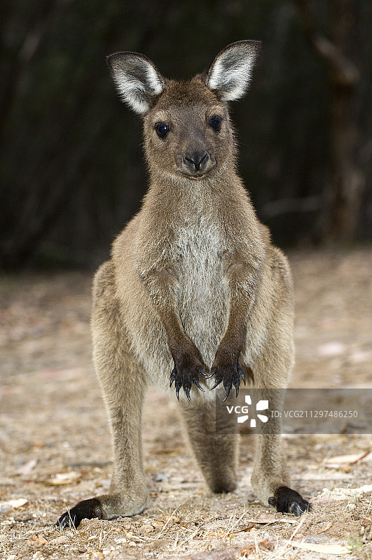西部灰袋鼠图片素材