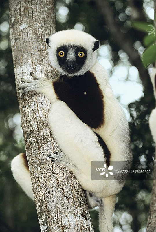 柯克雷尔冕狐猴图片素材