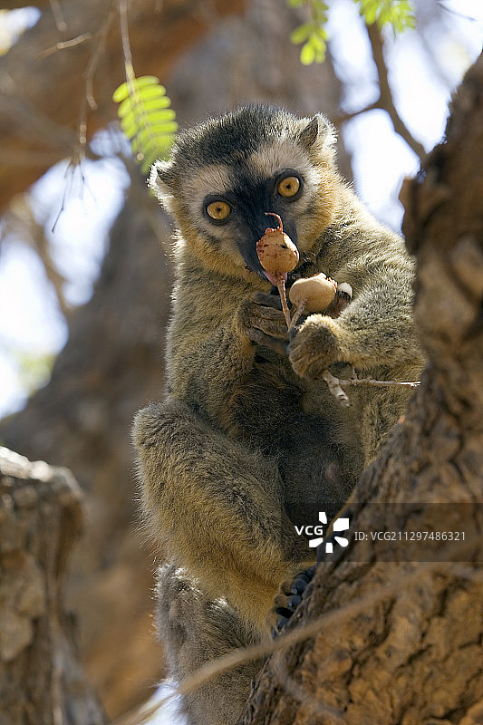 布朗Red-fronted狐猴图片素材