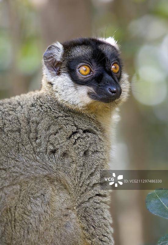 布朗Red-fronted狐猴图片素材