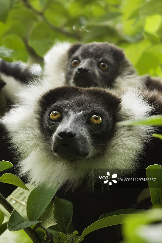 黑白领狐猴图片素材