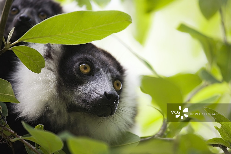 雌性黑白领狐猴图片素材