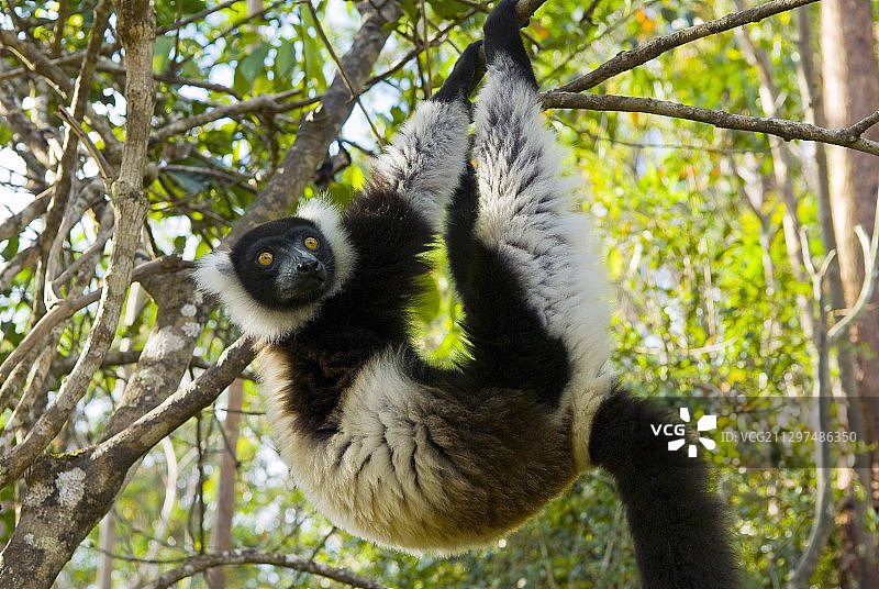 黑白皱领狐猴图片素材