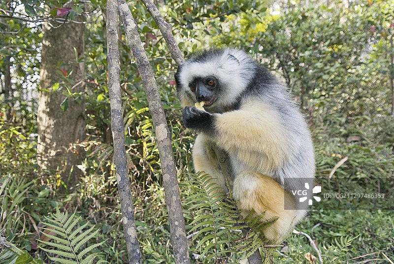 戴冕狐猴进食图片素材