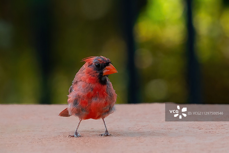 年轻的雄性北美红雀图片素材