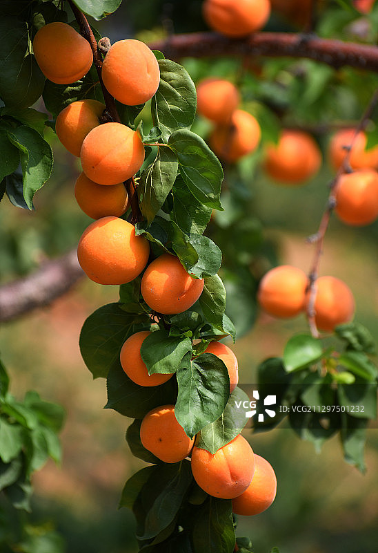 果园内红杏满枝图片素材