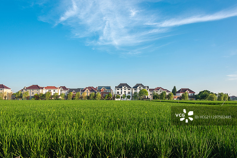 蓝天白云下，一片嫩绿的稻田，远处是农民的小别墅图片素材