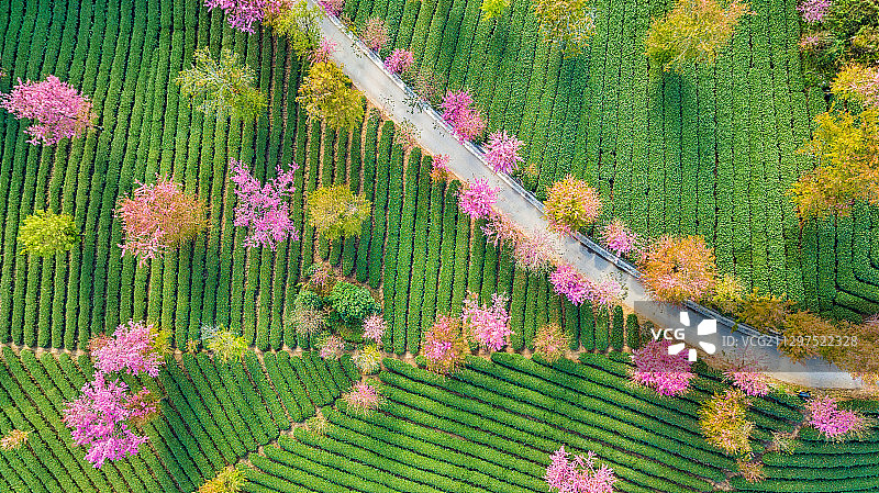 大理无量山樱花谷图片素材