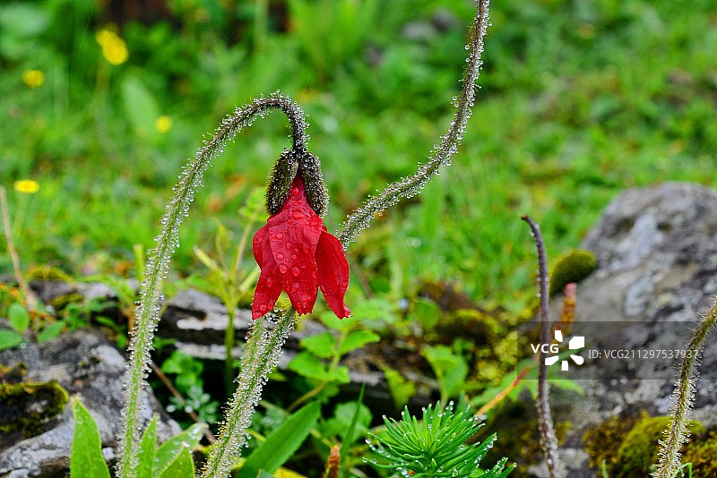 红花绿绒蒿，国家二级保护野生植物；卧龙巴朗山所特有图片素材