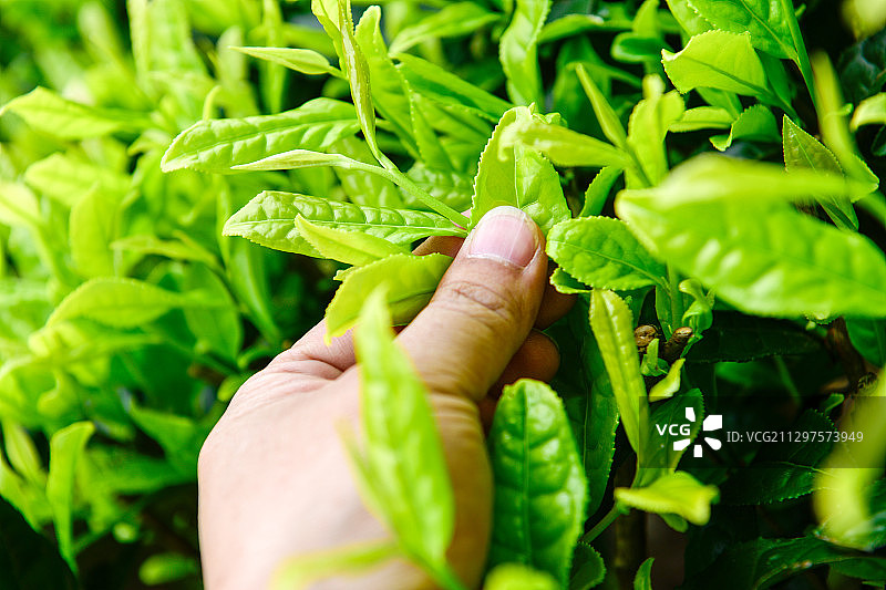 阳光下茶园里栽种的有机生态白茶图片素材