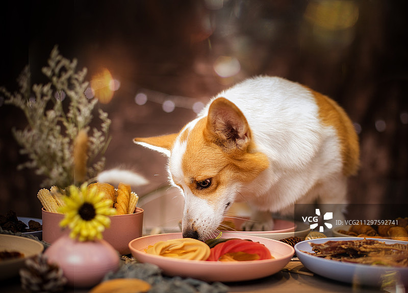 吃货柯基图片素材