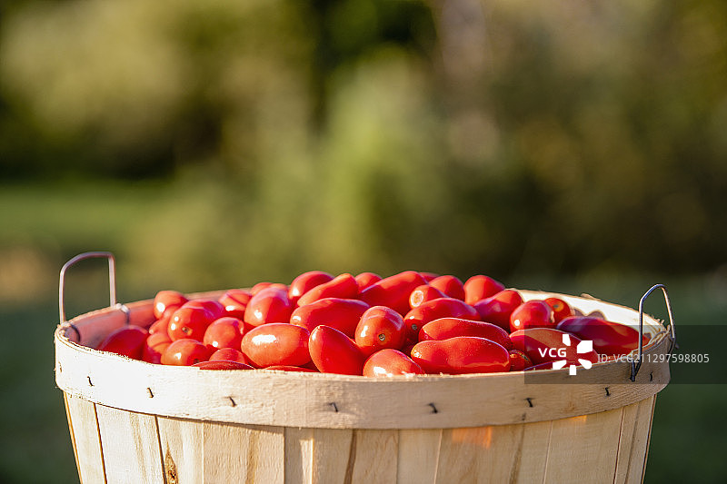 罗马番茄图片素材