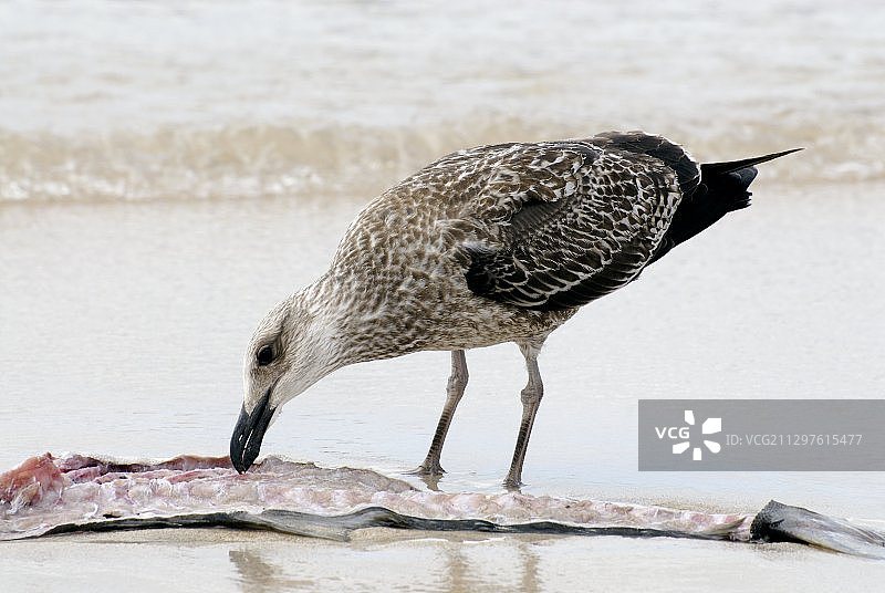 海鸥幼鸟觅食图片素材