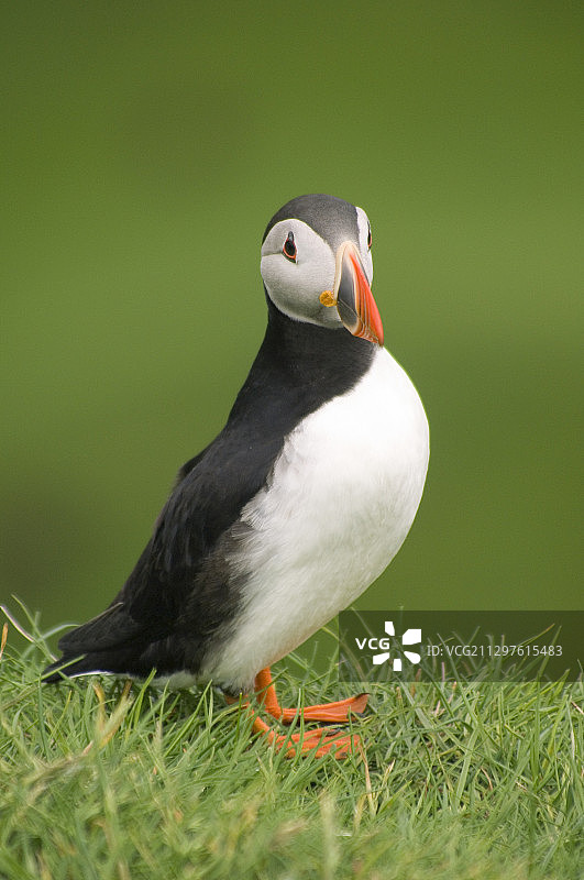 角嘴海雀图片素材