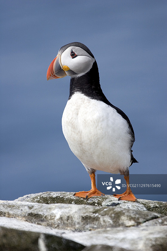 大西洋海雀图片素材