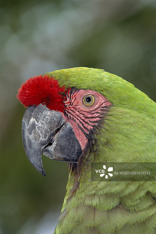 军用金刚鹦鹉图片素材