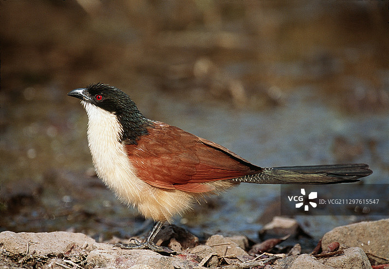 布氏鸦鹃图片素材