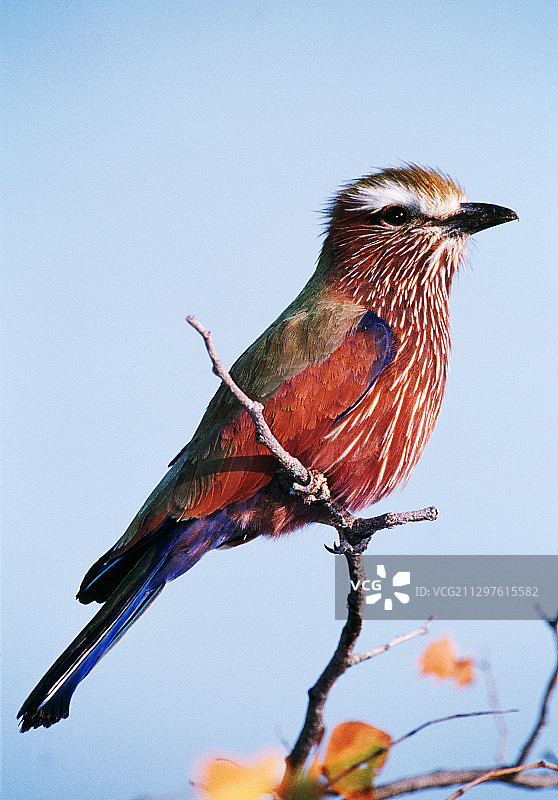 紫色的图片素材