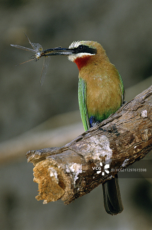 白额蜂虎图片素材