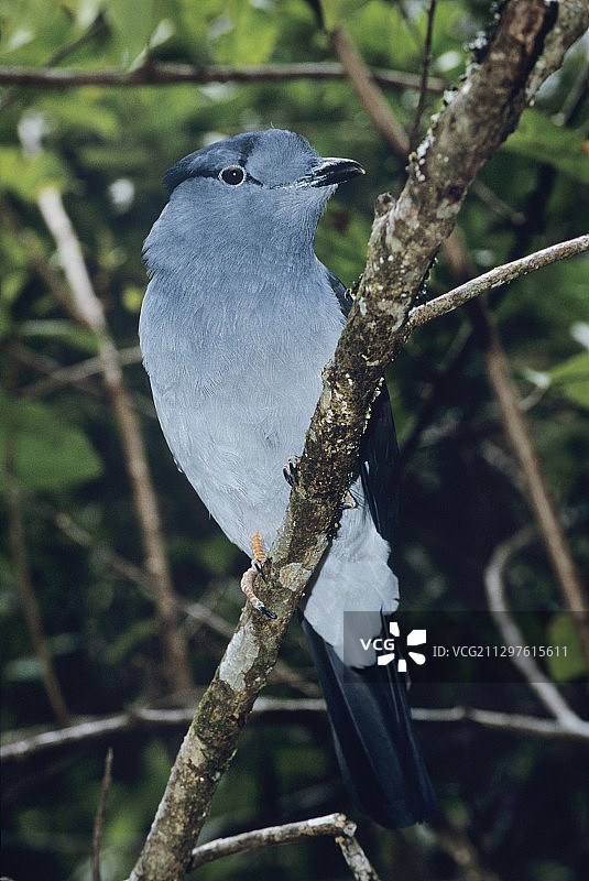 雄性马达加斯杜鹃图片素材