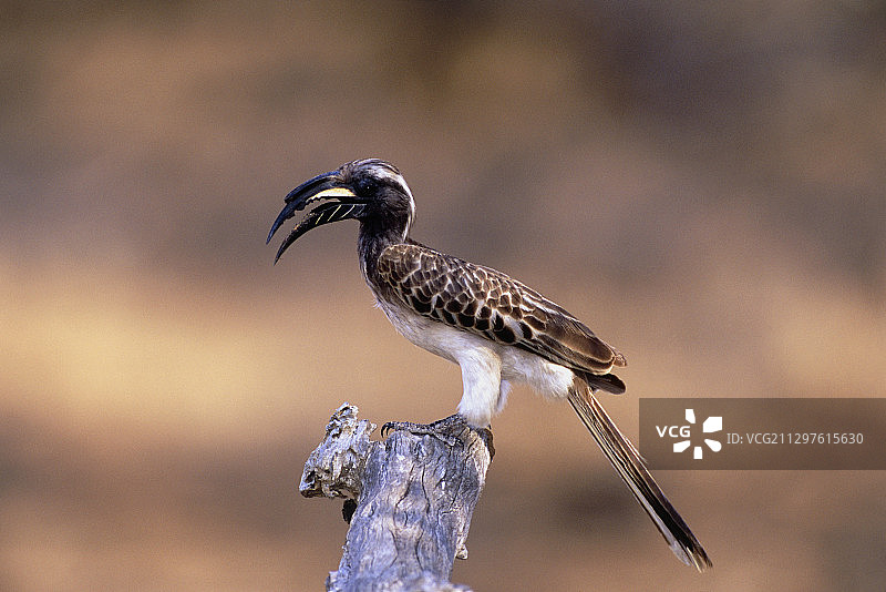 灰犀鸟图片素材