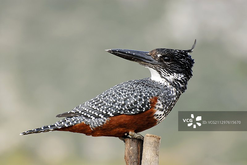 巨型翠鸟（雌性）图片素材