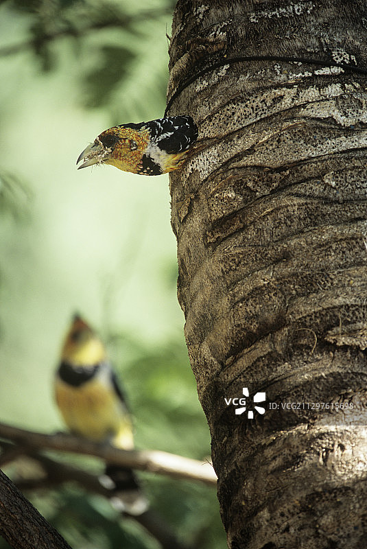 凤头拟啄木鸟筑巢图片素材