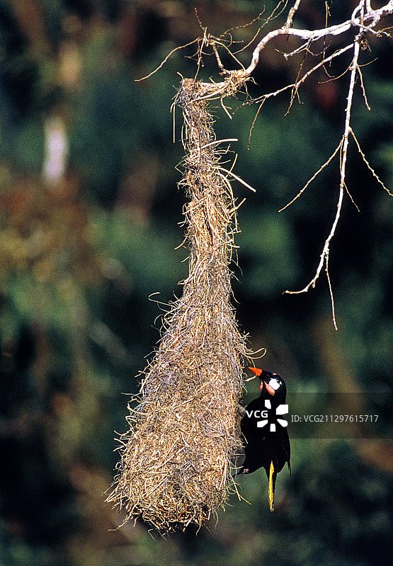 蒙特祖玛拟鹂及其鸟巢图片素材